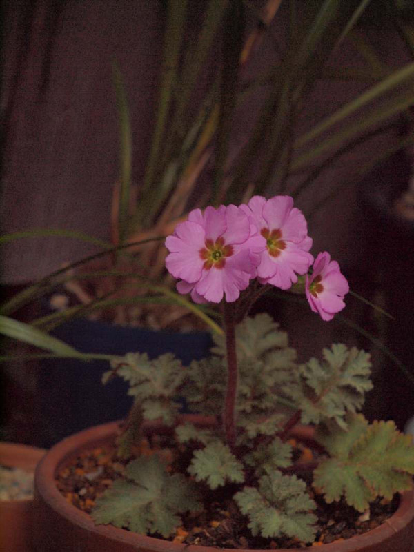 P2150096