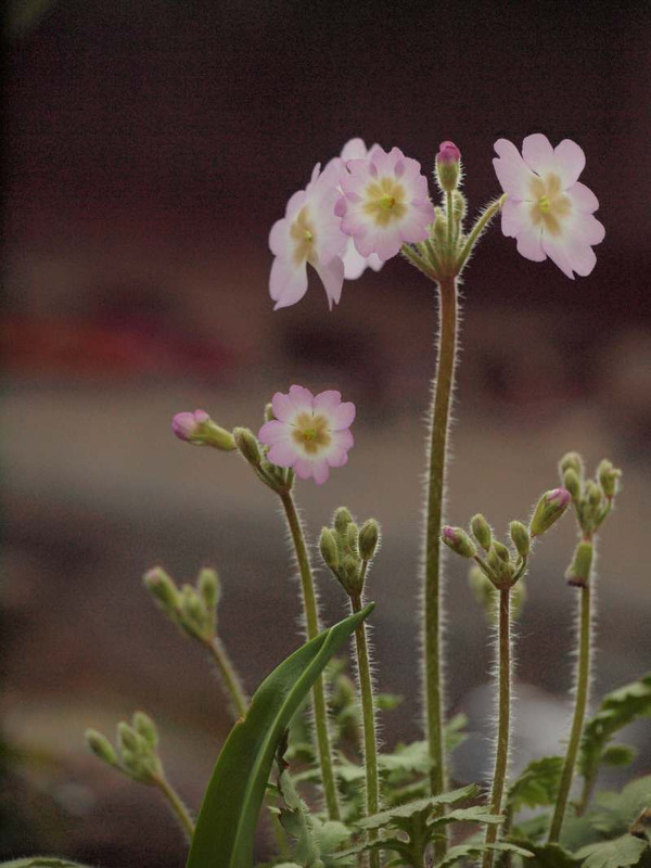 P2150100