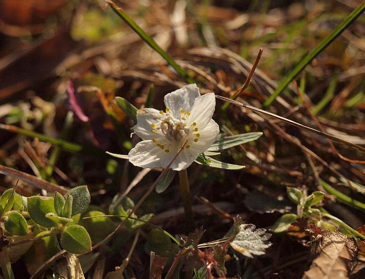 P2070075setubunnsou_sosinn