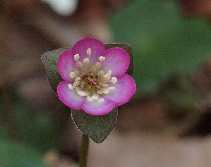 P3170712pinnkupinnku