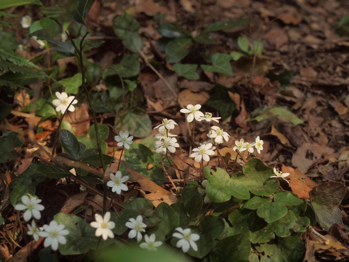 P3170749siro_takusann