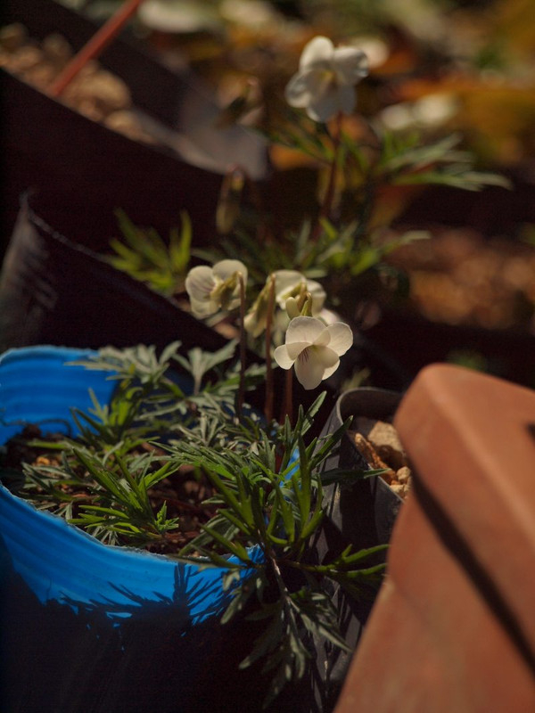 P32601162
