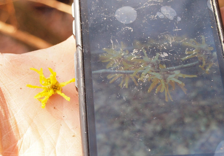 P3200038sumahotokuraberu