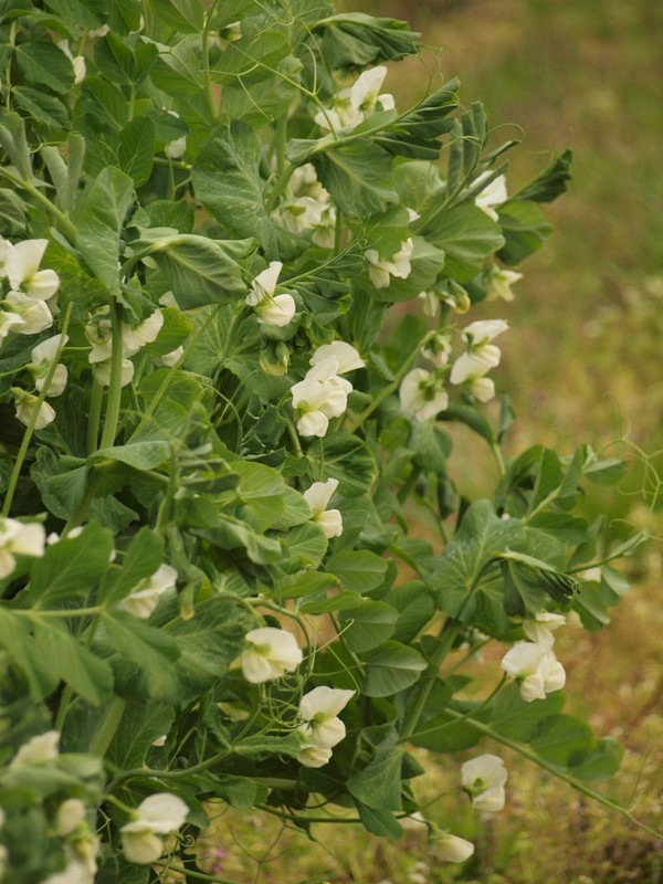 P3290243