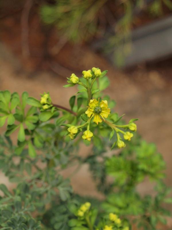 P3300292