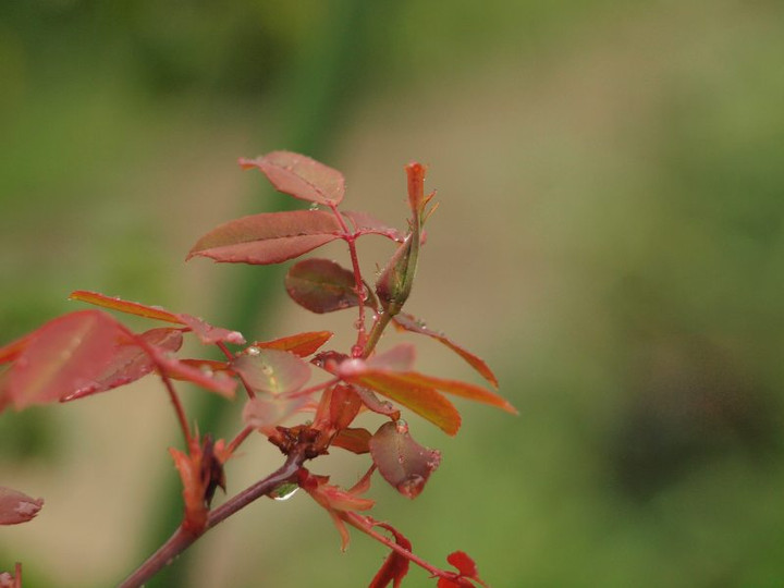 P4010369
