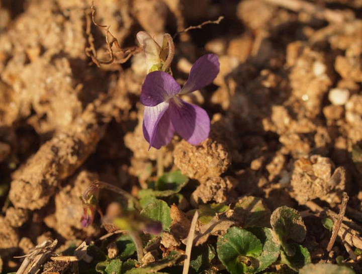 P3260161nioitatitubo_happa