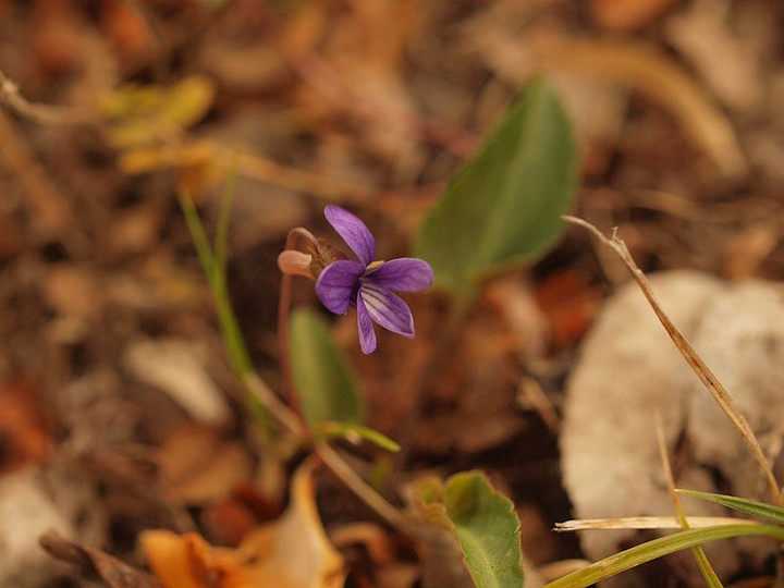 P3290212himesumire_2