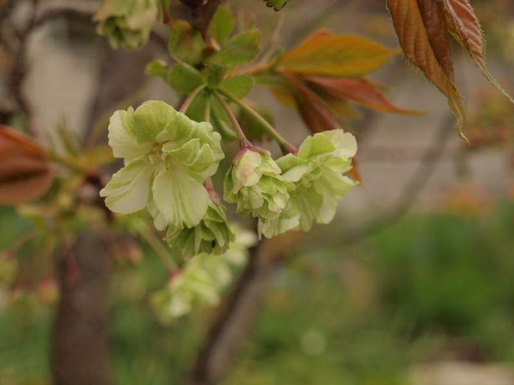 P4101002ukonn_sakura
