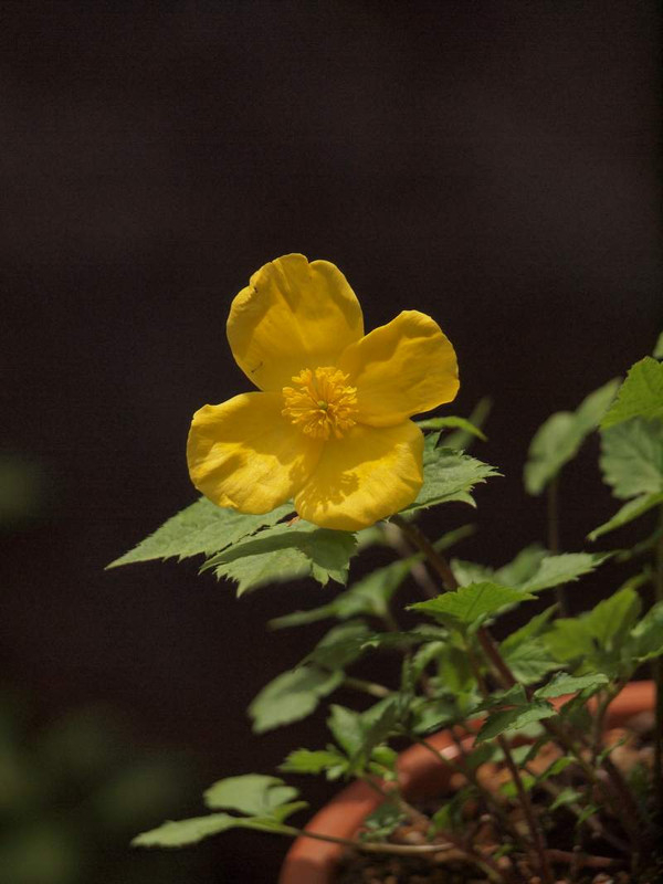 P4221983