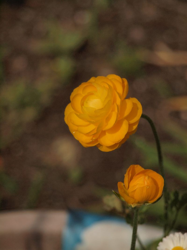 P4242003