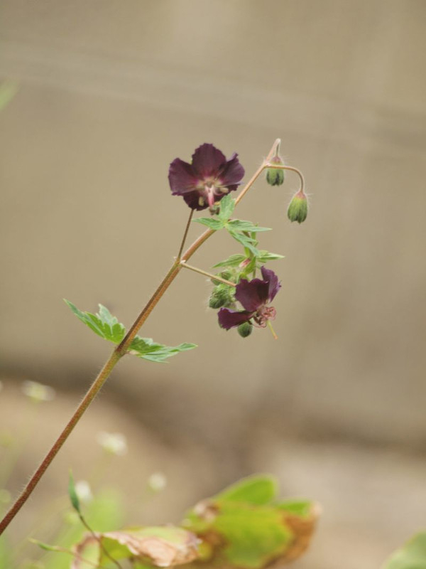 P4242035