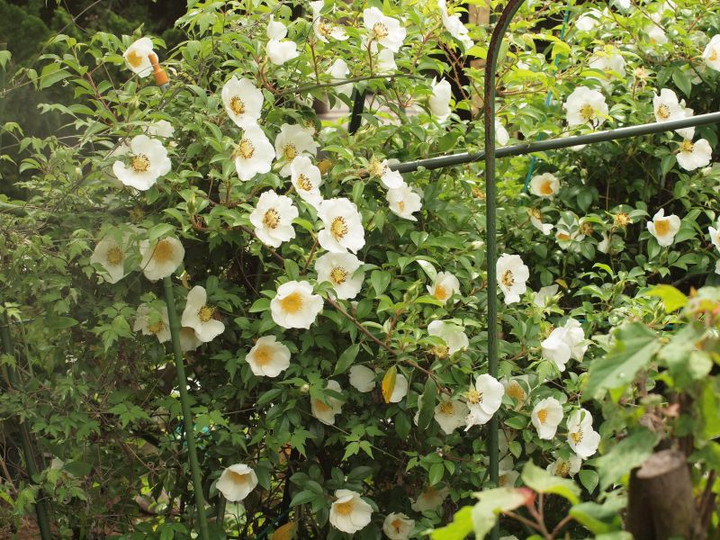 P4242041
