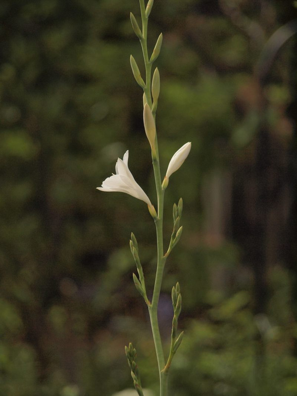P4252094