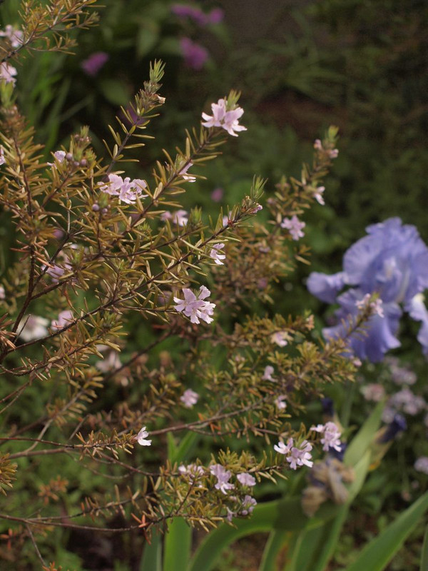 P4252108