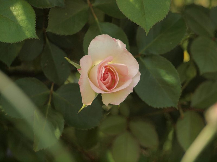 P4262155