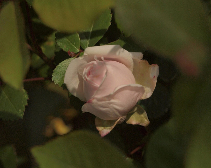 P4262156