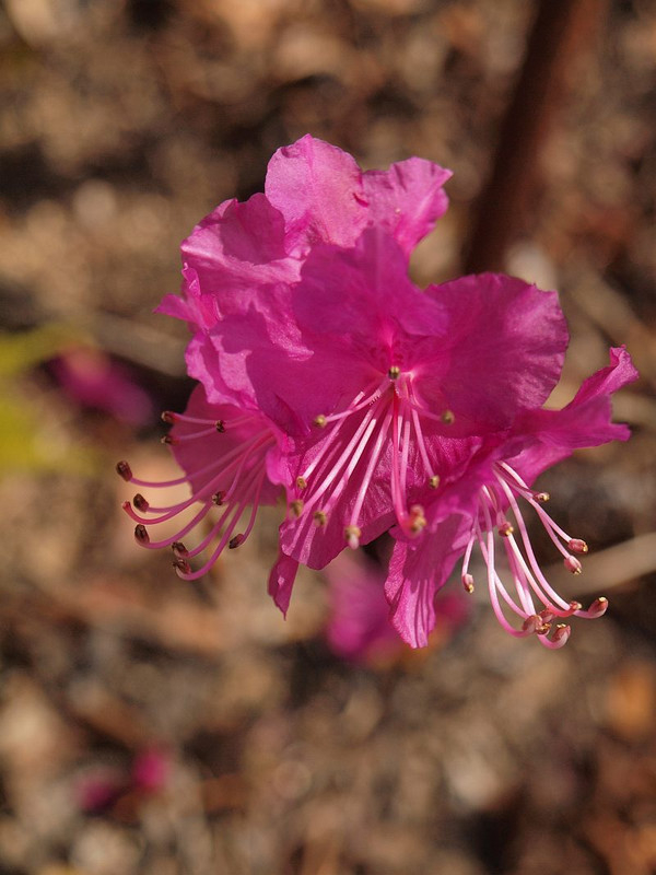山好き、花好き : 鬼ノ城山でのもう一つのお花見・・・ゲンカイツツジ