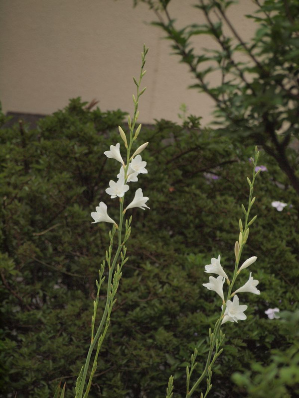 P4272192