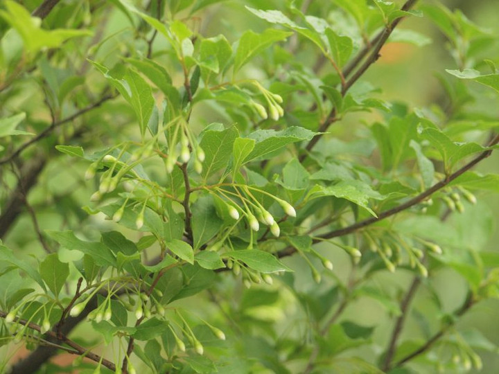 P4272193