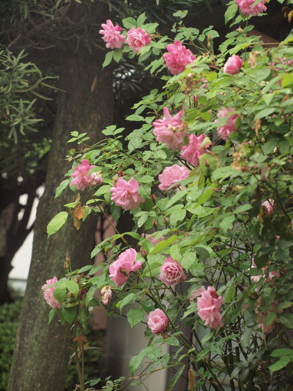 P4272200