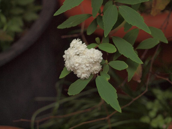 P4272206