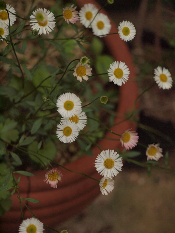 P4272207