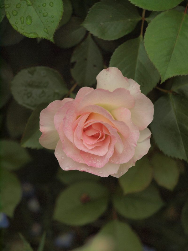 P4272217