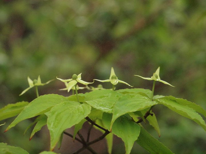 P4282218