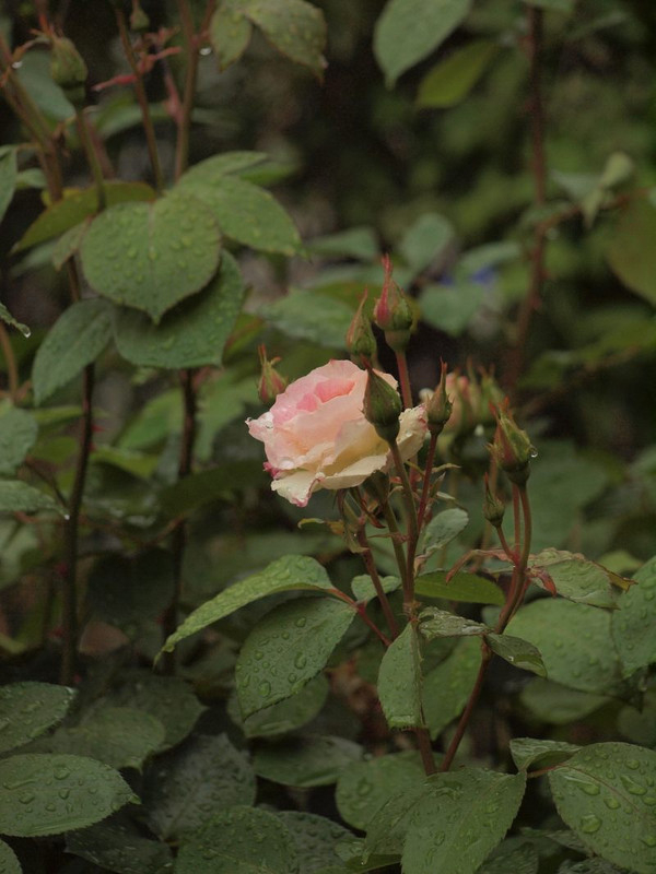 P4282221