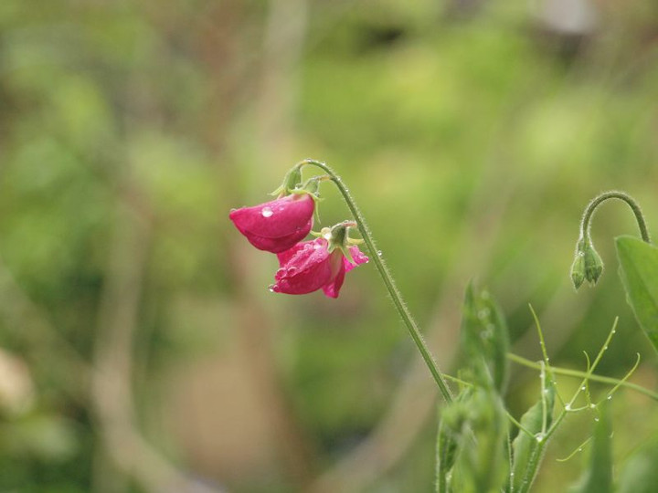 P4282223