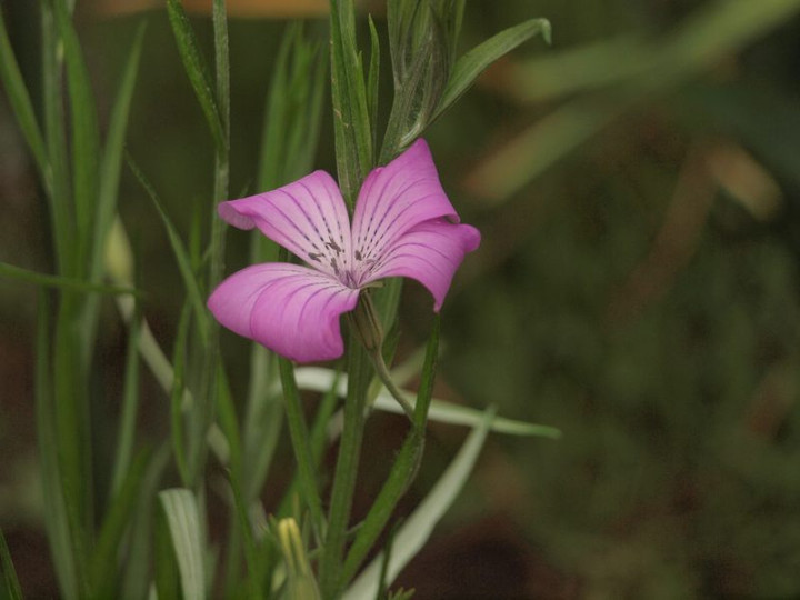 P4292233