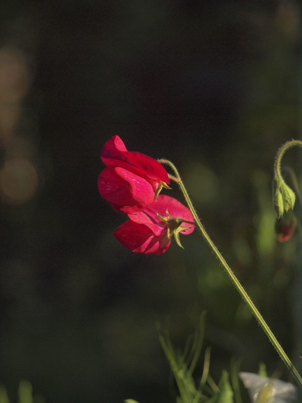 P4292266