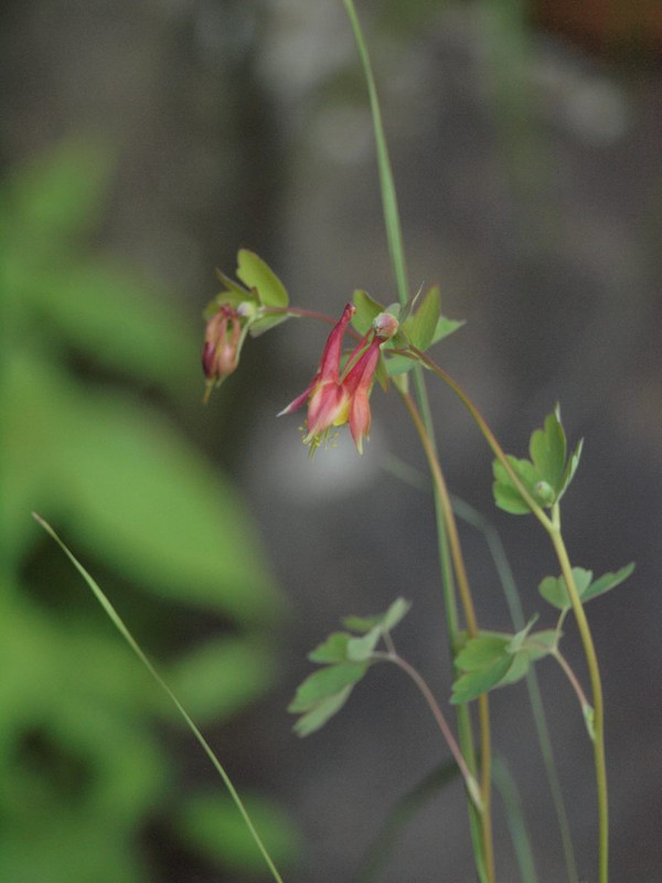 P4292277
