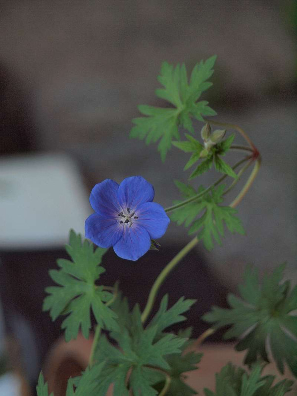P5022367