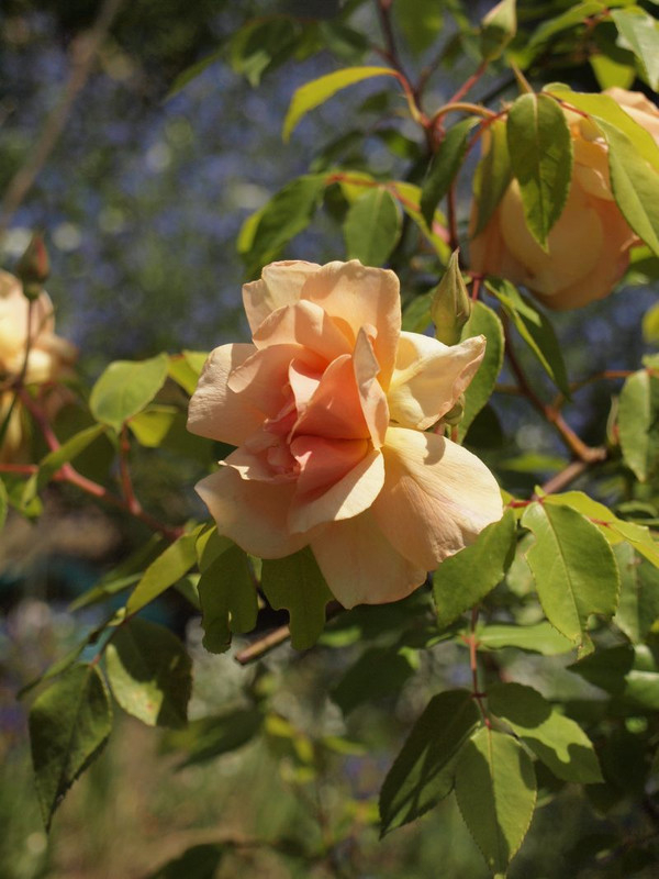 P5042422