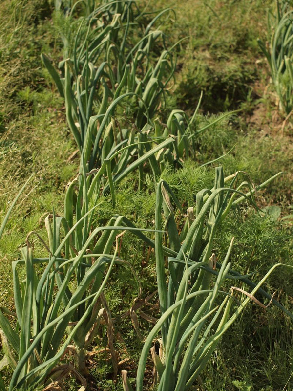P5042458