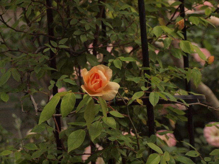 P5072548