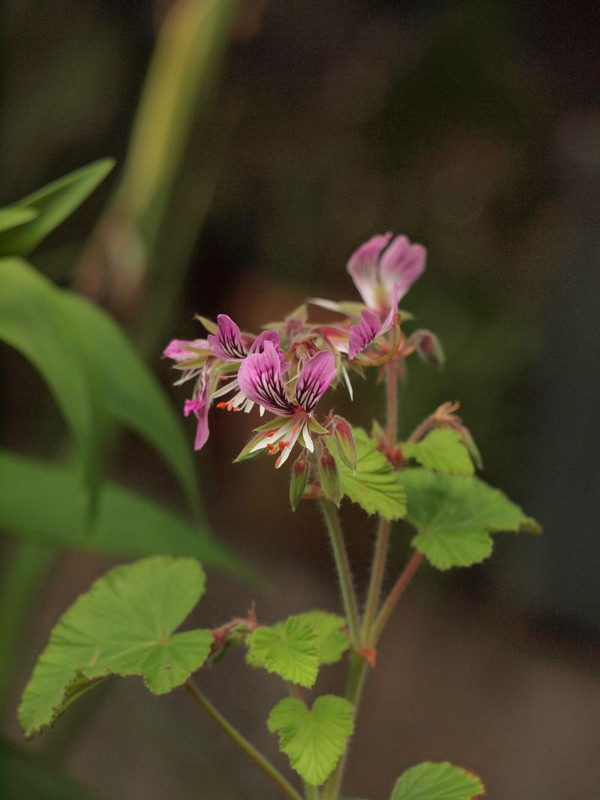 P5072582