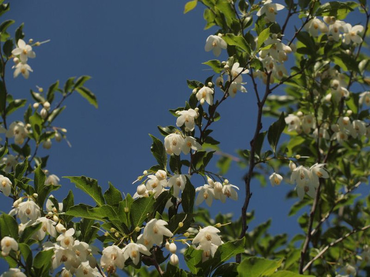 P5122820