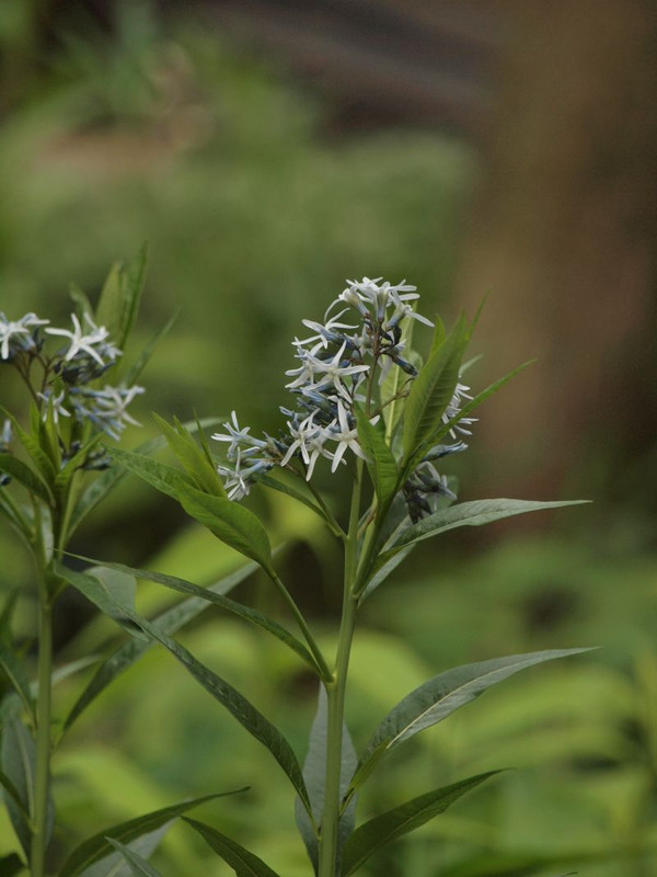 P5132923