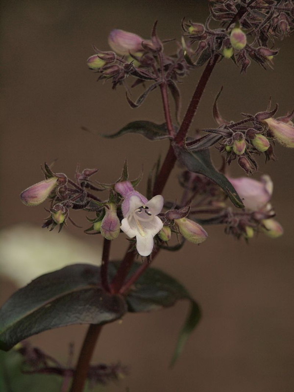 P5132926
