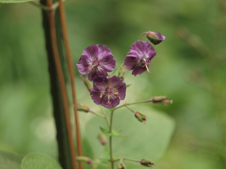 P5132951