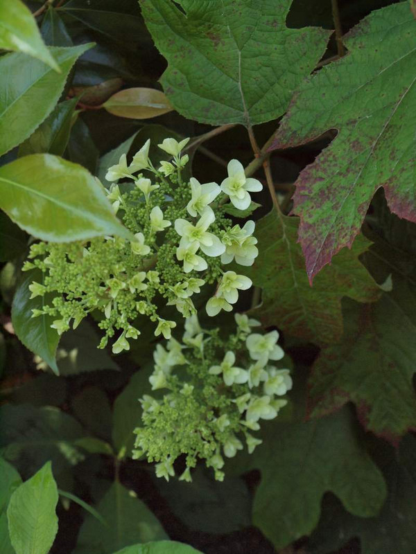 P5183127