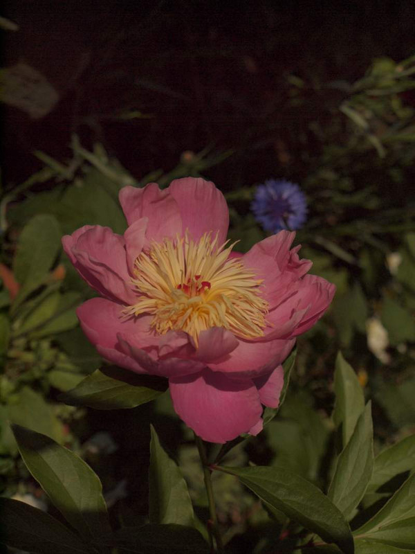 P5203200