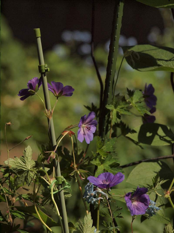 P5203232