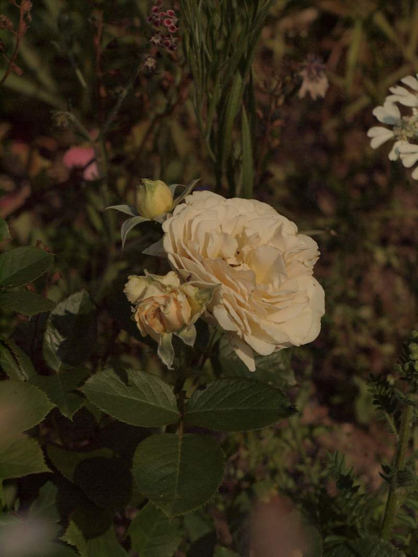 P5243639
