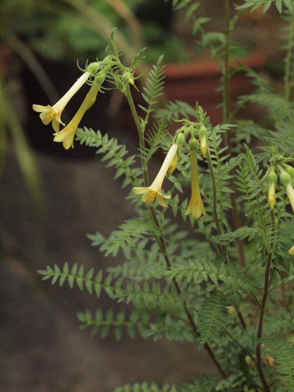 P5253728