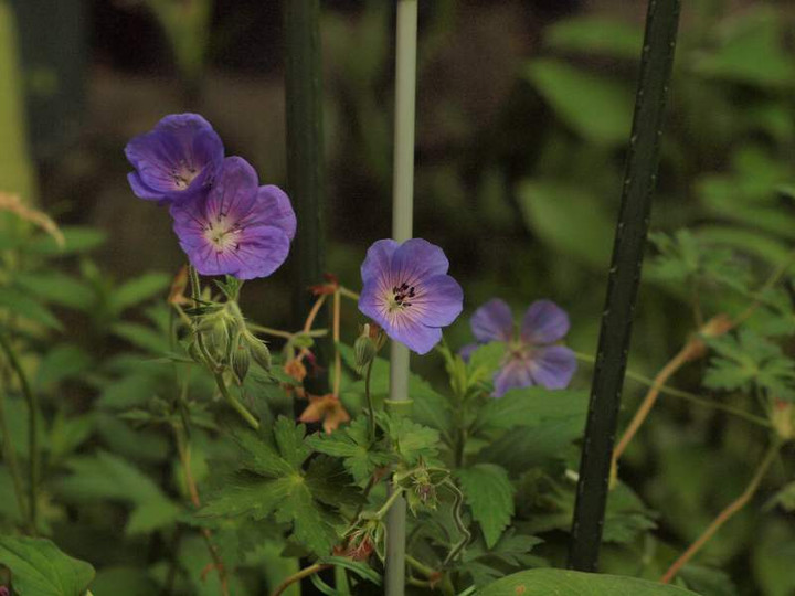 P52537342