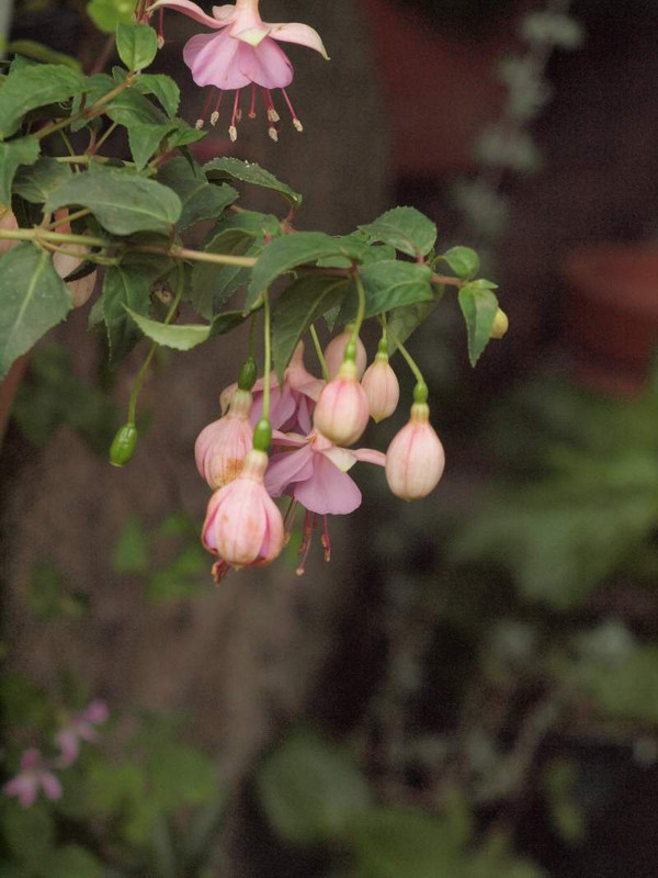 P5253759